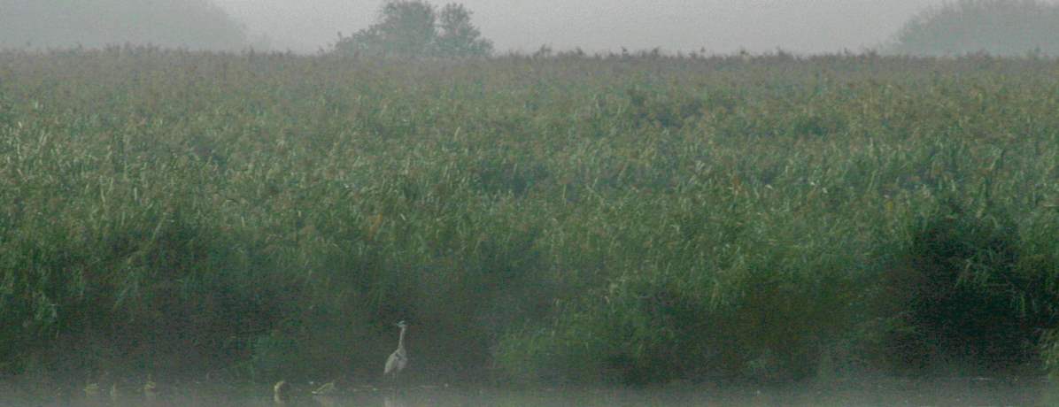 Schweinsberger Moor